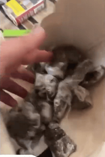 Suspeitos de tráfico são detidos em casa com grande quantidade de drogas em Itabaiana