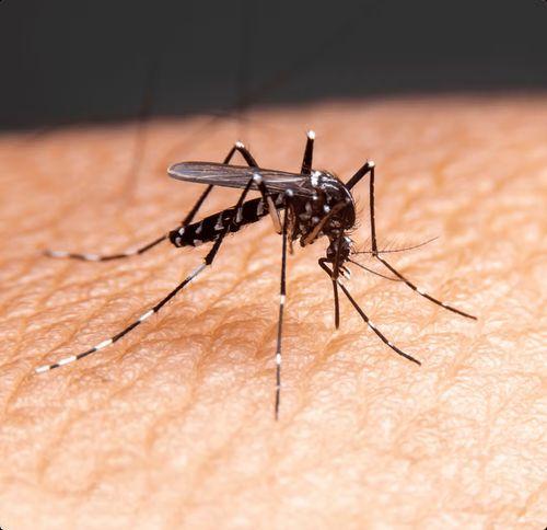 LIRAa aponta alto índice de infestação do Aedes aegypti em Areia Branca e Itabaiana