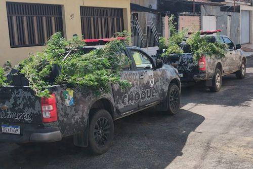 BPChoque apreende 300 pés de maconha e prende suspeito por tráfico em Nossa Senhora do Socorro
