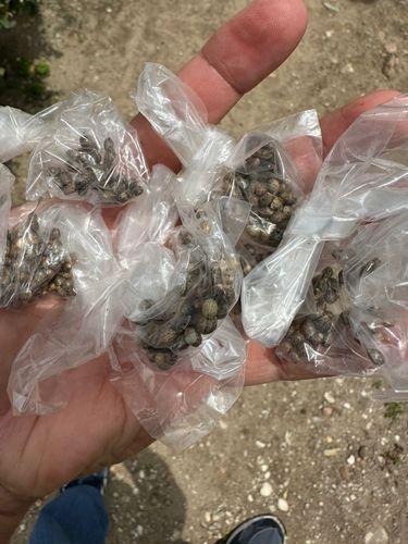 Homem é preso em flagrante com plantação de maconha no quintal de casa em Macambira