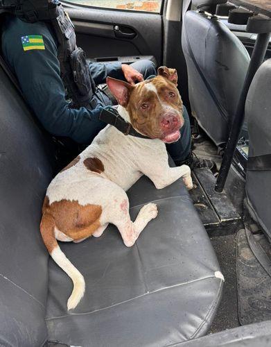 Pitbull é capturado por equipes da Força Tática e Bombeiros em Itabaiana