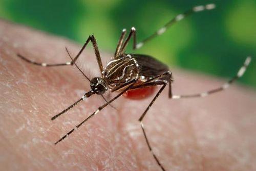 São Cristóvão: Mulher morre com suspeita de dengue grave aos 47 anos