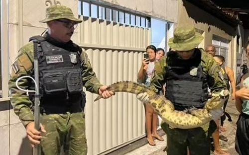 Jacaré é encontrado em bueiro no bairro Santos Dumont, em Aracaju