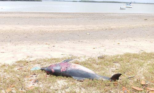 Golfinho é encontrado morto às margens do Rio Vaza Barris, em Sergipe