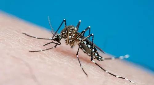 Vacinas contra dengue chegam a Sergipe