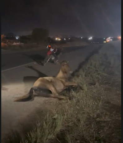 Captura de tela 2025-11-27 084252.png